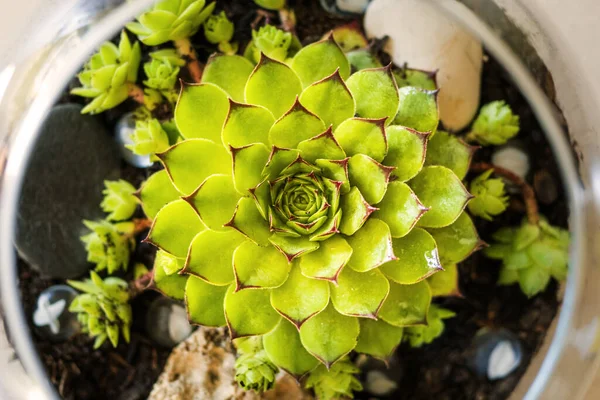 Una Vista Superiore Sempervivum Tectorum Una Pentola — Foto Stock