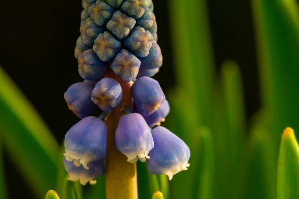 Detailní Záběr Pupenů Prvních Květů Modré Hyacinty Zelenými Listy Tmavým — Stock fotografie