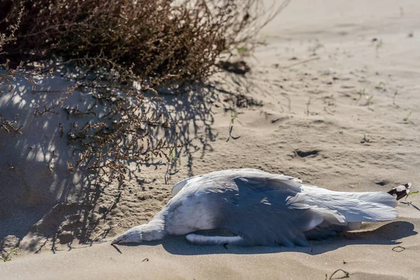 Eine Tote Kranke Möwe Mittelmeerstrand — Stockfoto