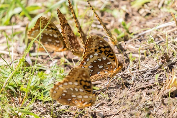 大烟山国家公园田纳西州部分的卡迪斯湾公园地面上的蝴蝶 — 图库照片