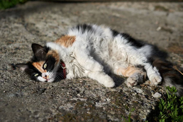 Kočka Ležící Zemi Před Domem Jak Ozařuje Teplé Slunce — Stock fotografie