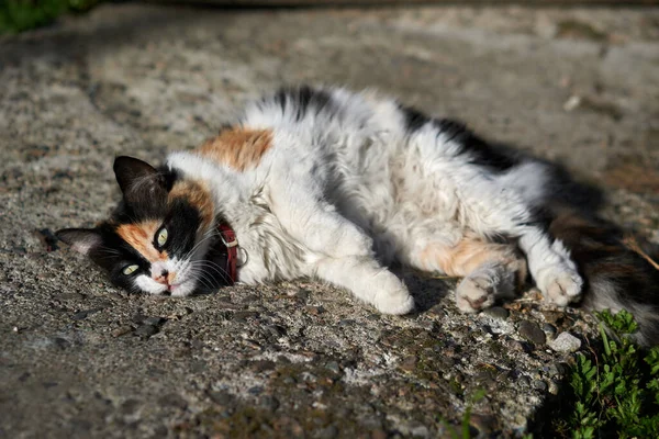 Gatto Sdraiato Terra Fuori Casa Mentre Caldo Sole Illumina — Foto Stock