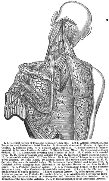 Анатомия Блуждающего Нерва Топография — стоковое фото