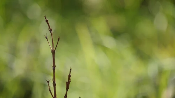 Galho Árvore Bacground Verde Desfocado — Fotografia de Stock