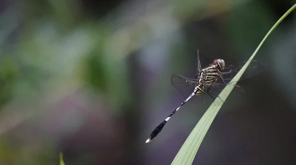 蜻蜓对植物的选择性聚焦拍摄 — 图库照片