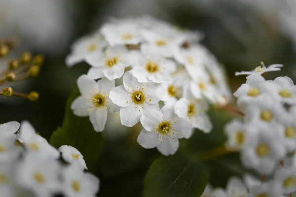 Een Close Shot Van Witte Delicate Bloemen Wazig Achtergrond — Stockfoto