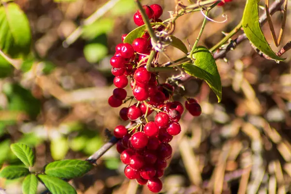 Eine Selektive Fokusaufnahme Eines Schönen Zweiges Mit Roten Beeren — Stockfoto