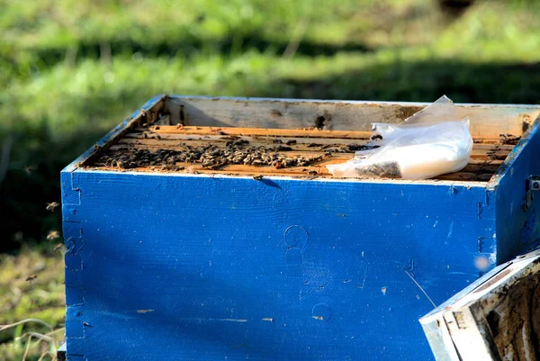 Apiculture Beekeepers Take Honey Bee Hives Coniferous Trees Beekeeping — Stock Photo, Image