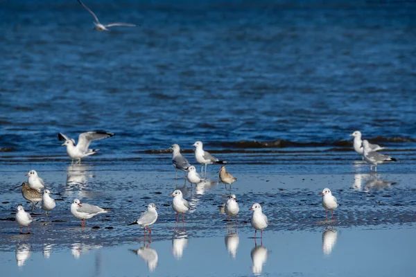 Group Seagulls — Stock Photo, Image