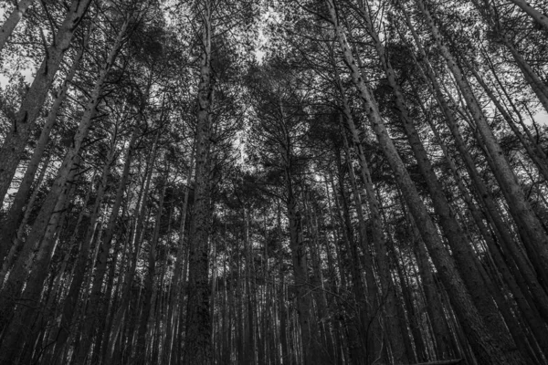 Tiro Baixo Ângulo Árvores Altas Floresta — Fotografia de Stock