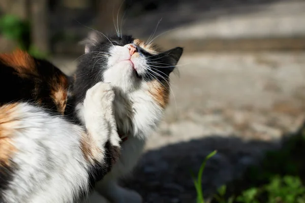 当阳光照射在屋外时 一只猫在屋外抓着它的身体 — 图库照片