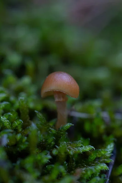 Een Selectieve Focusshot Van Een Wilde Paddenstoel Het Bos — Stockfoto