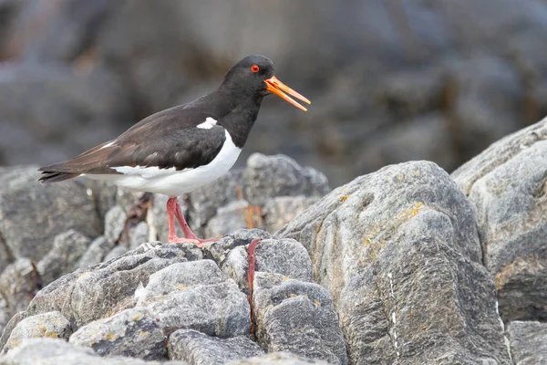 Zbliżenie Ujęcia Eurazjatyckiego Ptaka Łapacza Ostryg Stojącego Skale Runde Island — Zdjęcie stockowe