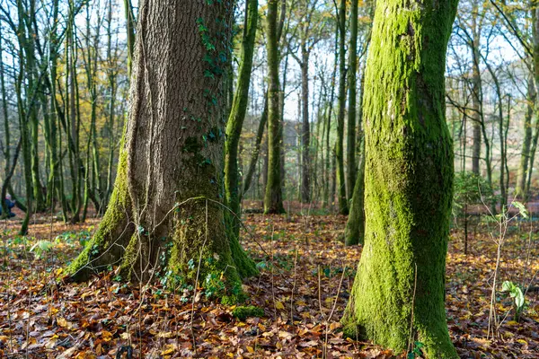 Een Bos Odenthal Bomen Bij Beek Herfst — Stockfoto