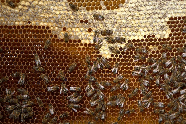 Apicultura Los Apicultores Toman Miel Las Colmenas Abejas Los Árboles — Foto de Stock