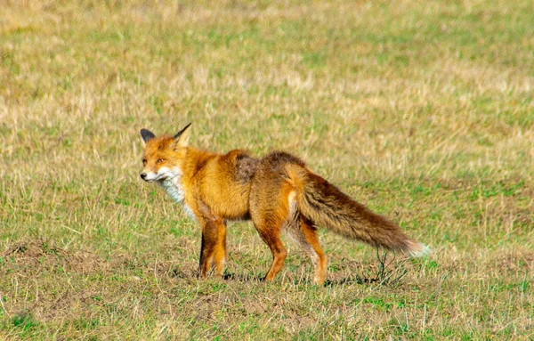 Fox Scabies Its Fur Field — Stock Photo, Image