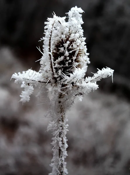 Rejeton Congelé Après Brouillard Hiver — Photo