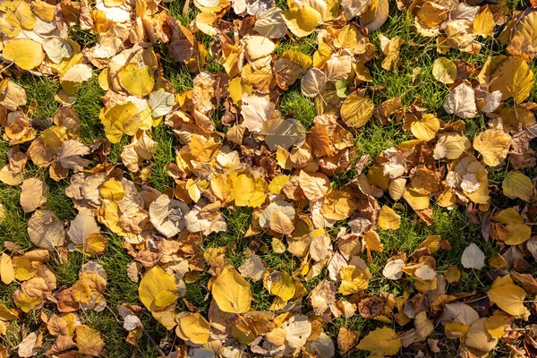 Eine Nahaufnahme Von Herbstblättern Auf Dem Boden — Stockfoto
