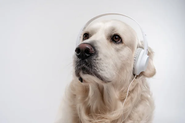 一个可爱的白色金毛猎犬的肖像 白色耳机 灰色背景 — 图库照片