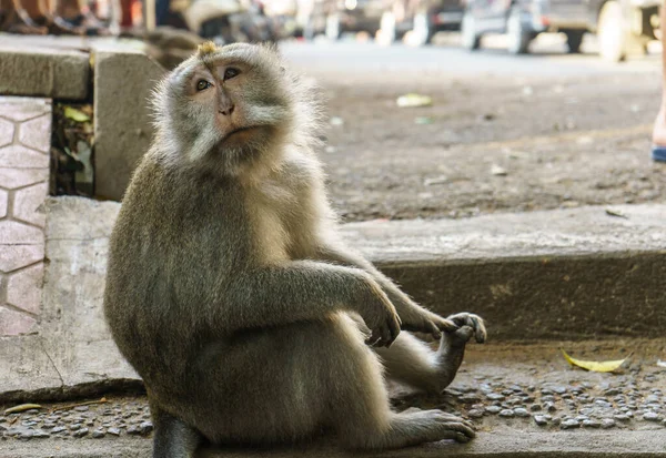 Der Erwachsene Affe Sitzt Wald Affenwald Ubud Bali Indonesien — Stockfoto