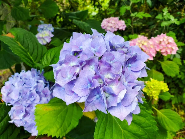 Tiro Seletivo Foco Flores Bonitas Hydrangea Jardim Highlands Sul Austrália — Fotografia de Stock