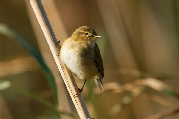 Een Selectieve Focus Shot Van Een Kleine Wilg Warbler Met — Stockfoto