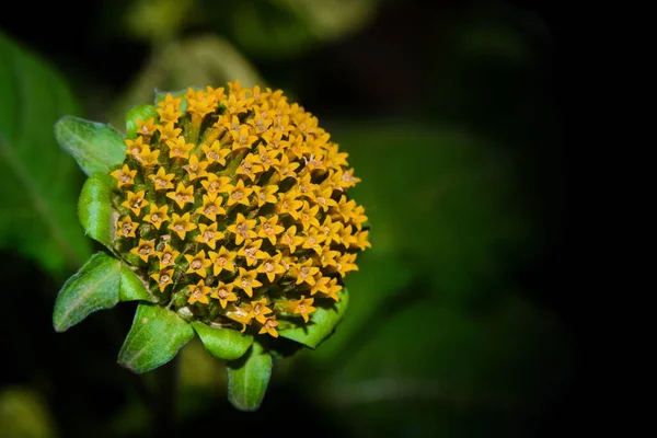 Eine Selektive Fokusaufnahme Einer Schönen Blühenden Milkweed — Stockfoto