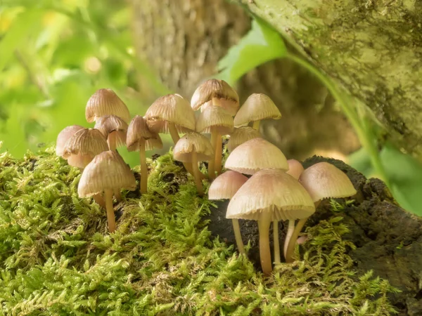 苔に囲まれた小さなキノコのショット — ストック写真