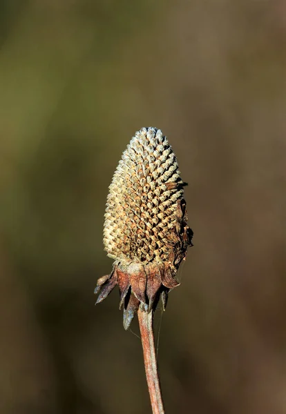 背景がぼやけている干草 — ストック写真