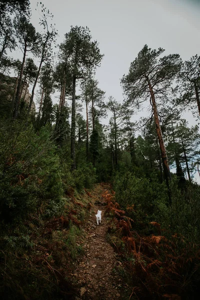 Disparo Vertical Perro Blanco Caminando Camino Bosque — Foto de Stock