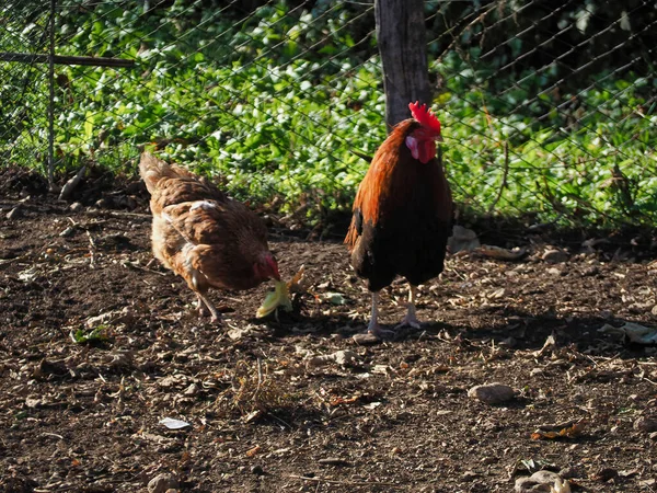 Närbild Frigående Kyckling Och Höna Gården — Stockfoto