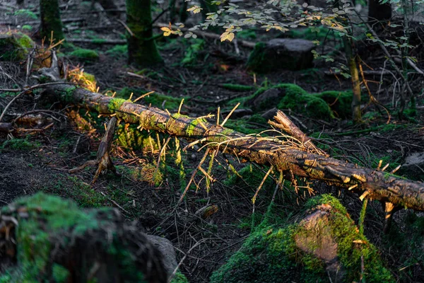Kuzey Hardwood Ormanı Nın Yakın Çekimi — Stok fotoğraf