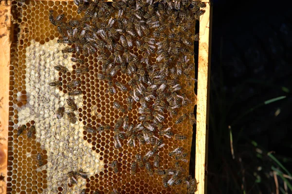 養蜂家は蜂の巣から 針葉樹から蜂蜜を取ります — ストック写真