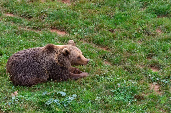 Medvěd Hnědý Přírodním Parku Cabarceno Španělsko — Stock fotografie