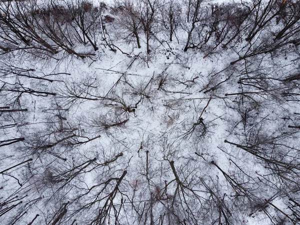 Een Antenne Opname Van Bomen Bedekt Met Sneeuw Het Bos — Stockfoto