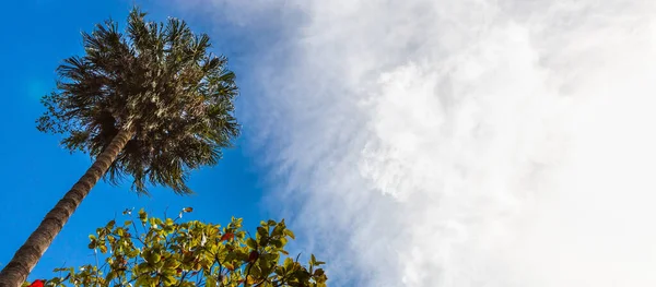 Tiro Ángulo Bajo Una Palmera Bajo Cielo Azul Nubes Blancas — Foto de Stock