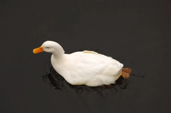Suda Yüzen Beyaz Ördeğin Güzel Bir Görüntüsü — Stok fotoğraf