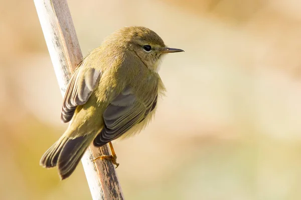 Selective Focus Shot Small Willow Warbler White Belly Branch — Stock Photo, Image