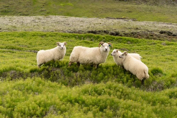 Oído Las Ovejas Los Campos Verdes —  Fotos de Stock