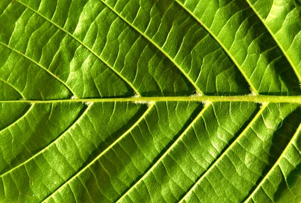 Tiro Perto Das Costelas Uma Folha Verde — Fotografia de Stock