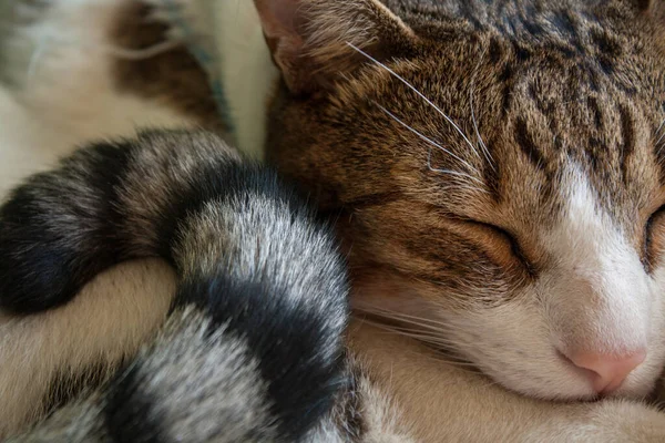 Closeup Shot Cute Cat Closed Eyes — Stock Photo, Image
