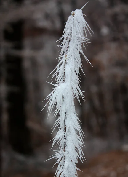 Een Bevroren Uitloper Mist Winter — Stockfoto