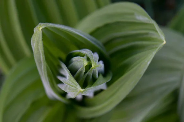 Une Macro Photo Une Plante Verte Jour — Photo