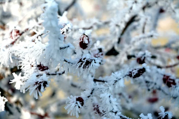 Eine Selektive Fokusaufnahme Gefrorener Rosa Canina Zweige — Stockfoto