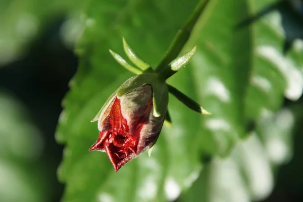 Eine Selektive Fokusaufnahme Einer Rot Blühenden Knospe — Stockfoto