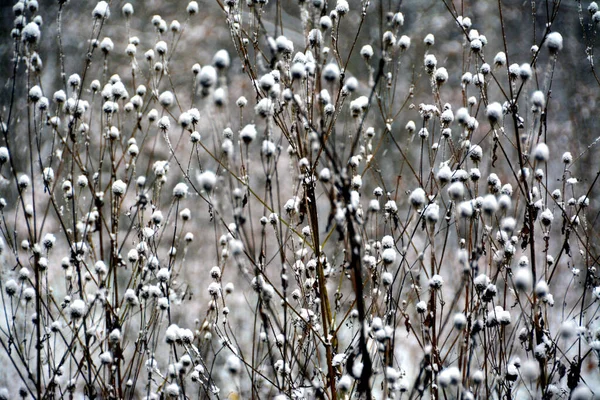 Zbliżenie Roślin Pokrytych Śniegiem Piękna Faktura Tapety Lub Tła — Zdjęcie stockowe