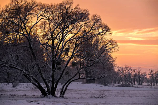 Eine Wunderschöne Schneebedeckte Winterlandschaft Mit Vielen Blattlosen Bäumen Bei Sonnenuntergang — Stockfoto