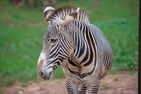 Špinavá Zebra Přírodní Park Cabarceno Kantábrie — Stock fotografie