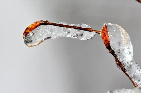 Селективный Снимок Ледяного Дерева — стоковое фото