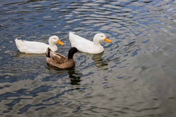 Uma Foto Close Pato Americano Nadando Lagoa — Fotografia de Stock